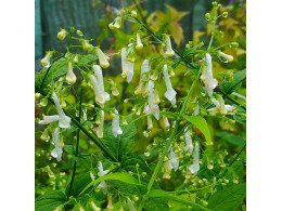 Isodon longitubus 'Alba' ('Tube Socks')