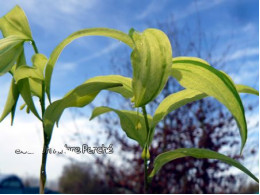 Polygonatum lasianthum 'Kon Chiri Shima'