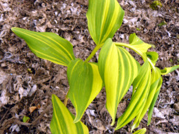 Polygonatum odoratum 'Daikoga'