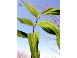 Polygonatum lasianthum 'Sunako Fu'