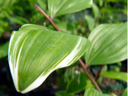 Polygonatum odoratum v pluriflorum variegatum