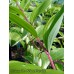 Polygonatum odoratum v pluriflorum variegatum