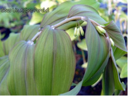 Polygonatum multiflorum ex. Ivan Louet