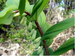 Polygonatum odoratum 'Akajiku'