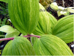 Polygonatum odoratum 'Fireworks'