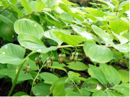 Polygonatum odoratum 'Hotei'