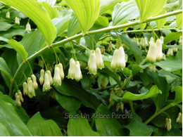 Polygonatum x hybridum 'Weihenstephan'