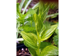 Polygonatum humile 'Fuiri Sunakofu'