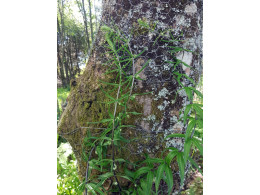 Polygonatum zanlanscianense