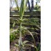 Polygonatum verticillatum 'Giant One'