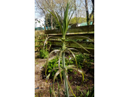 Polygonatum verticillatum 'Giant One'