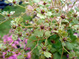 Saxifraga fortunei var. incisolobata 'Midori Hana'