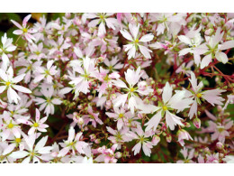 Saxifraga fortunei var. incisolobata 'Shiro Nadeshiko'