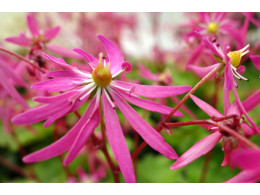 Saxifraga fortunei var. incisolobata 'Akajiku'