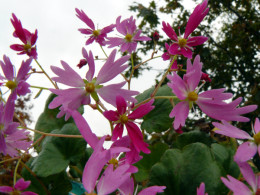 Saxifraga fortunei var. incisolobata 'Aïda' 