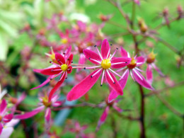 Saxifraga fortunei var. incisolobata 'Carmen'