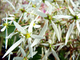 Saxifraga fortunei var. incisolobata 'Eurydice'