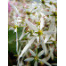 Saxifraga fortunei var. incisolobata 'Eurydice'