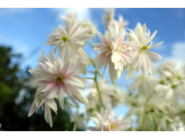 Saxifraga fortunei var. incisolobata 'Neptune'