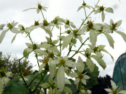 Saxifraga fortunei var. incisolobata 'Orpheus'