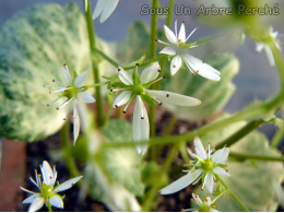 Saxifraga fortunei var. incisolobata 'Haniri Shirobana'