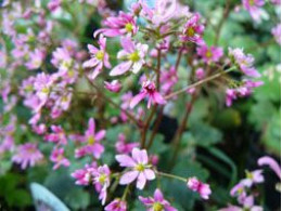 Saxifraga fortunei var. incisolobata 'Baikou'