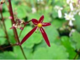 Saxifraga fortunei var. incisolobata 'Akiba'