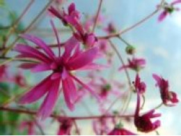 Saxifraga fortunei var. incisolobata 'Ayaka' 