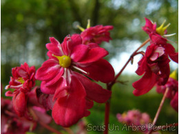 Saxifraga fortunei var. incisolobata 'Beni Botan'