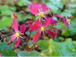 Saxifraga fortunei var. incisolobata 'Benisekisui'