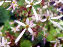 Saxifraga fortunei var. incisolobata 'Gensyu Momo Hanakei'