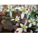 Saxifraga fortunei var. incisolobata 'Hakucho-no-mai'