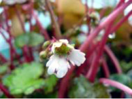 Saxifraga fortunei var. incisolobata 'Hakucho-no-mai'