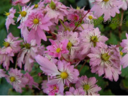 Saxifraga fortunei var. incisolobata 'Hana Hime'