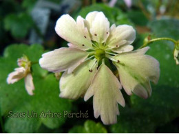 Saxifraga fortunei var. incisolobata 'Hannan'