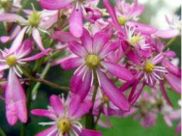 Saxifraga fortunei var. incisolobata 'Haruka'