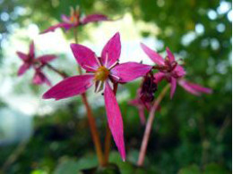 Saxifraga fortunei var. incisolobata 'Hirameki'