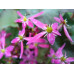 Saxifraga fortunei var. incisolobata 'Hirameki'