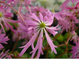 Saxifraga fortunei var. incisolobata 'Iyo-no-hana'