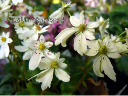 Saxifraga fortunei var. incisolobata 'Iyo-unryu'