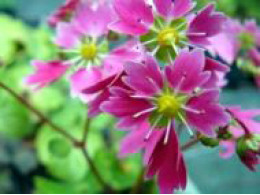 Saxifraga fortunei var. incisolobata 'Kanade'