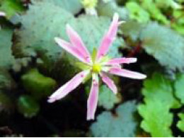 Saxifraga fortunei var. incisolobata 'Kazaguruma'