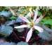 Saxifraga fortunei var. incisolobata 'Kazaguruma'