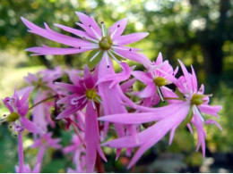 Saxifraga fortunei var. incisolobata 'Kujaku'