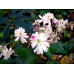 Saxifraga fortunei var. incisolobata 'Mai Hime'