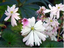 Saxifraga fortunei var. incisolobata 'Mai Hime'