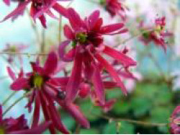 Saxifraga fortunei var. incisolobata 'Miyabi-no-mai'