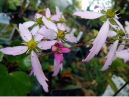 Saxifraga fortunei var. incisolobata 'Momosekisui'