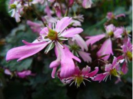 Saxifraga fortunei var. incisolobata 'Seikou'