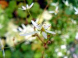 Saxifraga fortunei var. incisolobata 'Seiyuzan Urabeni'